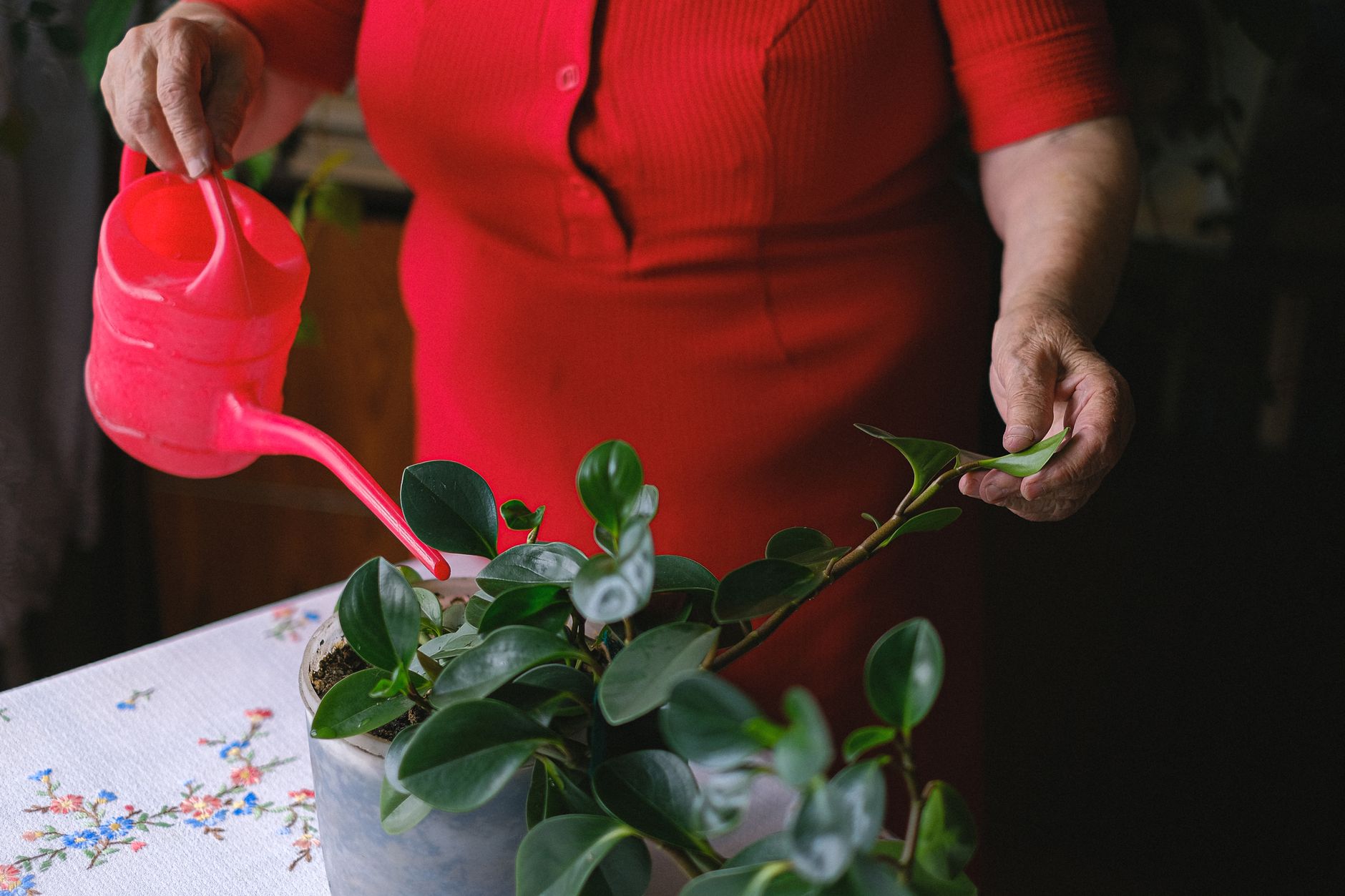 Unrecognizable old female wearing red outfit standing at table with watering can while taking care of flower with green leaves growing in pot in room on blurred background