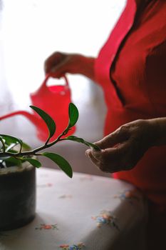 在模糊背景的明亮房间里，一位面目全非的高级女性站在桌子旁，拿着水壶照顾绿叶植物