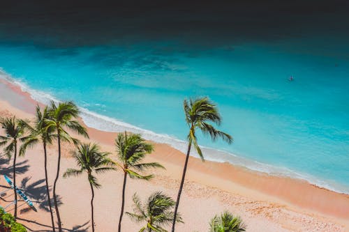 Coconut Trees on The Beach Shor