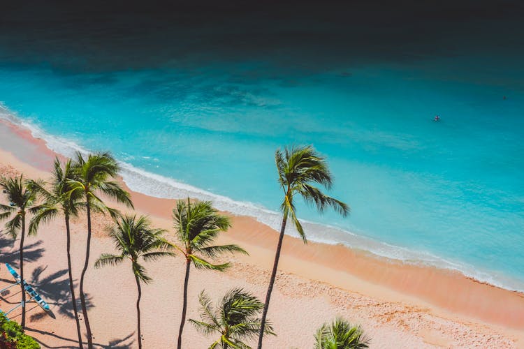 Coconut Trees On The Beach Shor