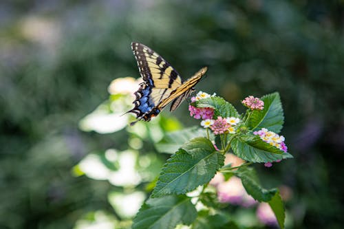 Black and Yellow Butterfly on Green Leaves