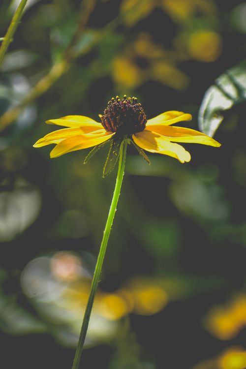 Free Delicate fragrant rudbeckia flower with tender yellow petals blooming in lush park on sunny summer day Stock Photo