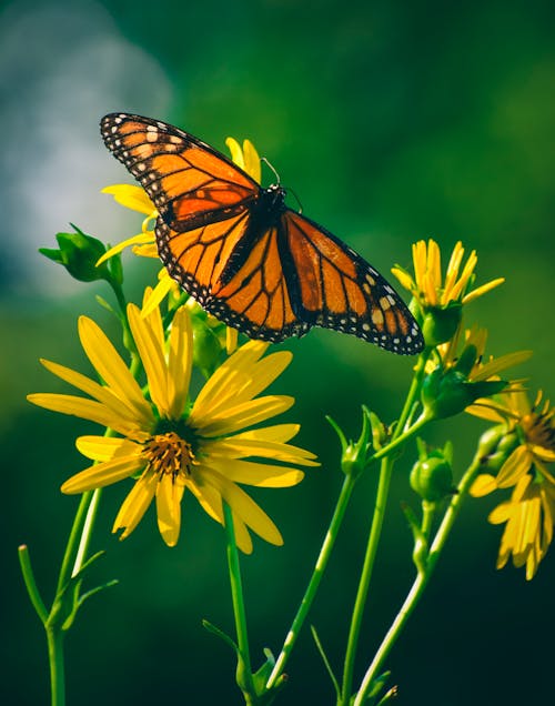 Beautiful monarch butterfly with vivid orange wings sitting on bright yellow flowers in lush green garden