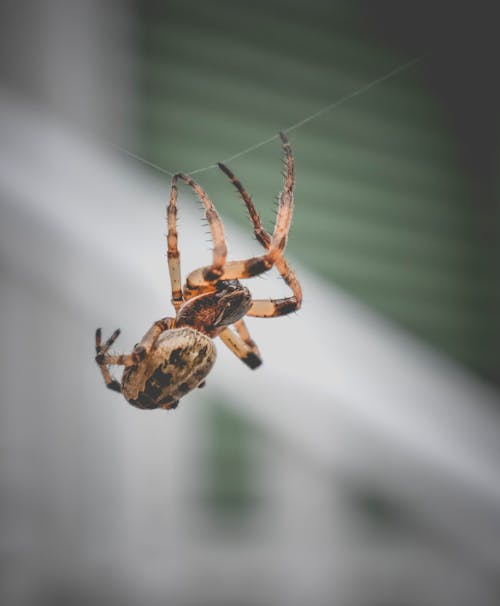 Photos gratuites de affreux, animal, arachnophobie