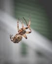 Garden spider on web in backyard