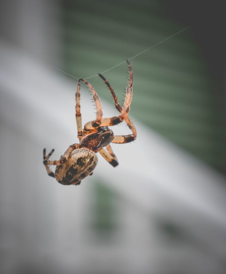 Garden Spider On Web In Backyard