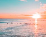 Surfers on Boards in Ocean on Sunset