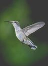 Tiny gray hummingbird flying in nature