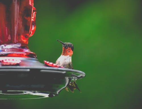Cute tiny ruby throated hummingbird sitting on red glass bird feeder against blurred green nature