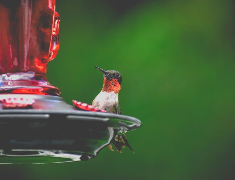 Adorable Ruby Throated Hummingbird Sitting On Bird Feeder In Park