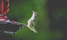 Cute hummingbird sitting on bird feeder