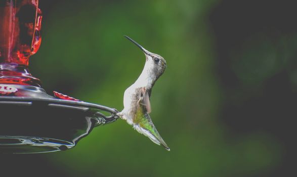 Cute hummingbird sitting on bird feeder