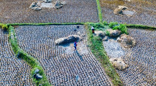 Free Drone shot capturing farmers working in rice fields in Purwakarta, Indonesia. Stock Photo