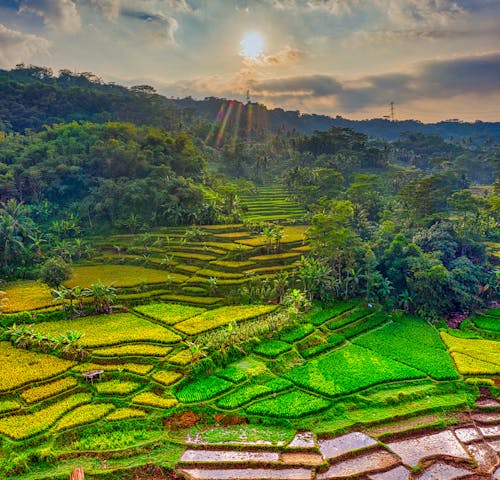 下田, 农业用地, 印尼 的 免费素材图片