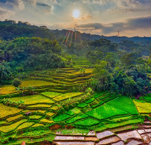 Free A stunning aerial view of terraced rice fields in Purwakarta, West Java, showcasing vibrant greenery under a setting sun. Stock Photo