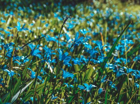 A Blue Flowers in Full Bloom