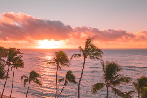 Palm Trees and Sea at a Beautiful Pink Sunset 