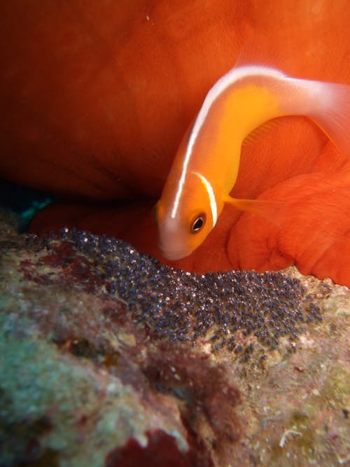 Free Close-up of Small Fish Swimming near Reef Stock Photo