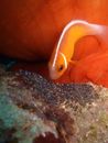 Orange and White Clown Fish