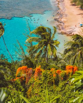 Stunning view of a tropical beach with turquoise waters, palm trees, and vibrant foliage.