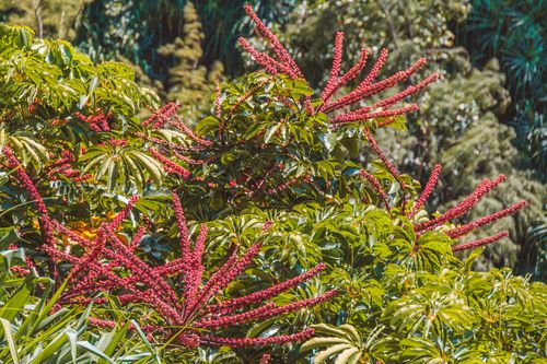 Free Bright red flowering plants with lush green leaves in a botanical garden setting. Stock Photo