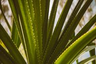 Green Plant in Close Up Photography