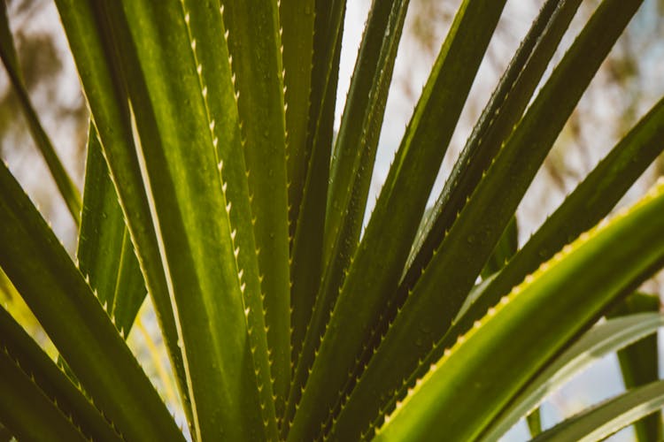 Close-up Of An Agave Plant Leaves