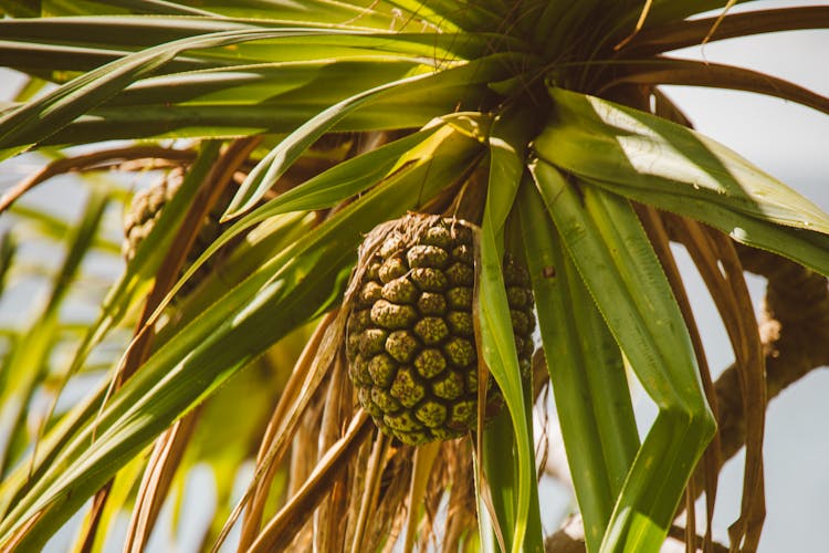 Cloe-up Of A Screw Pine Fruit 