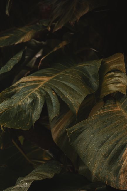A detailed and atmospheric photo of dark green tropical leaves showcasing natural textures.
