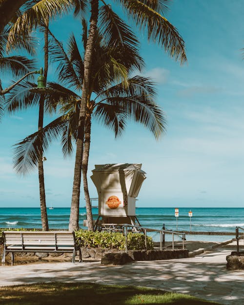 Palm Trees on Beach