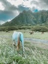 Toned Image of Wild Horses in Green Mountains