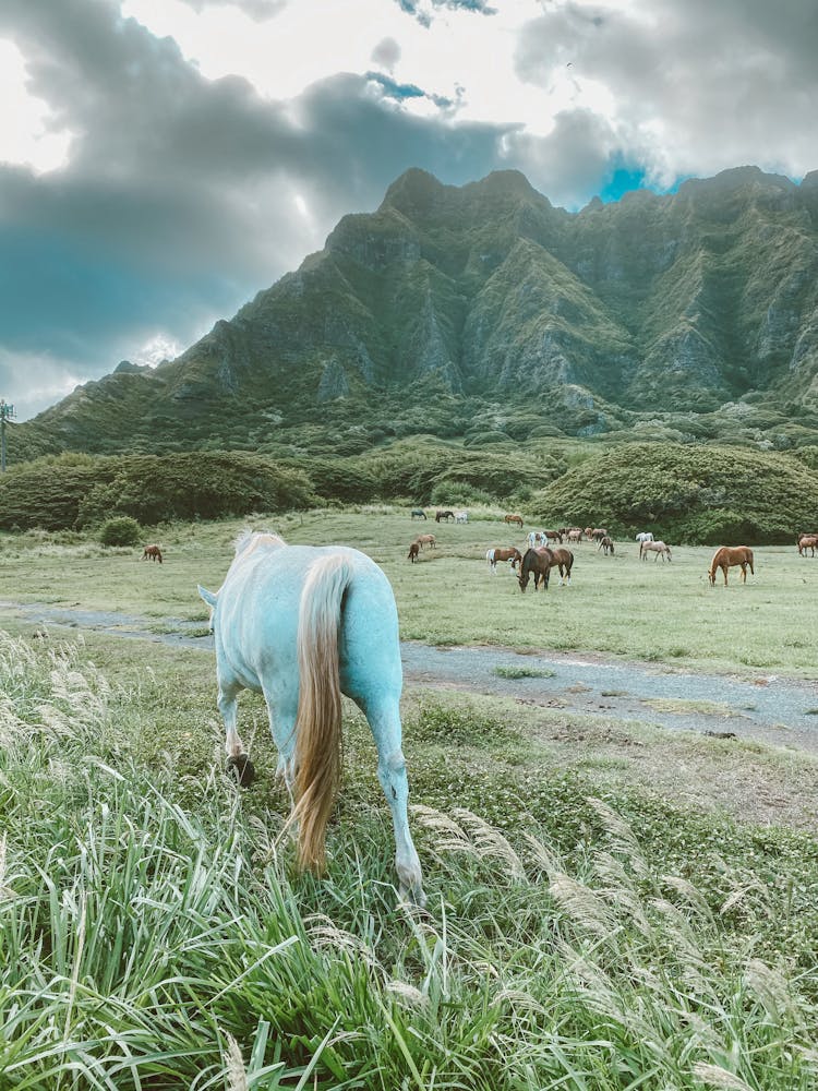 Toned Image Of Wild Horses In Green Mountains