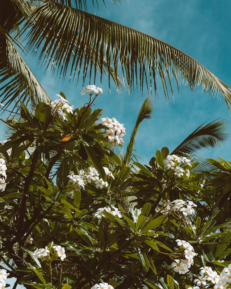 Blooming Plumeria Flowers