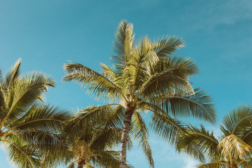 Free Low angle view of lush green palm trees under a bright blue sky, capturing a tropical vibe. Stock Photo