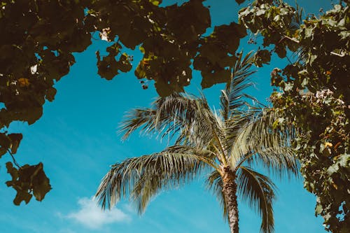 Ingyenes stockfotó alacsony szögű felvétel, fák, kék ég témában