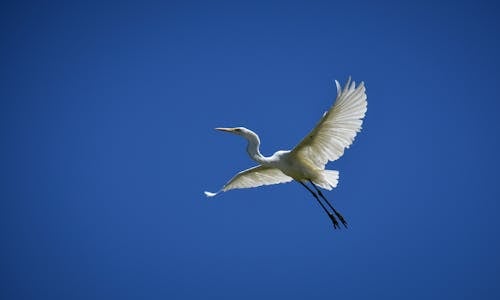 White egret flying in blue sky