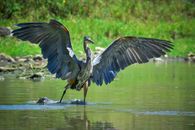 Full body great white heron spreading wings while standing in tranquil pond water in lush summer park