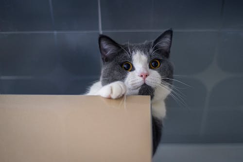Free Cute Funny Cat behind a Cartonbox Stock Photo