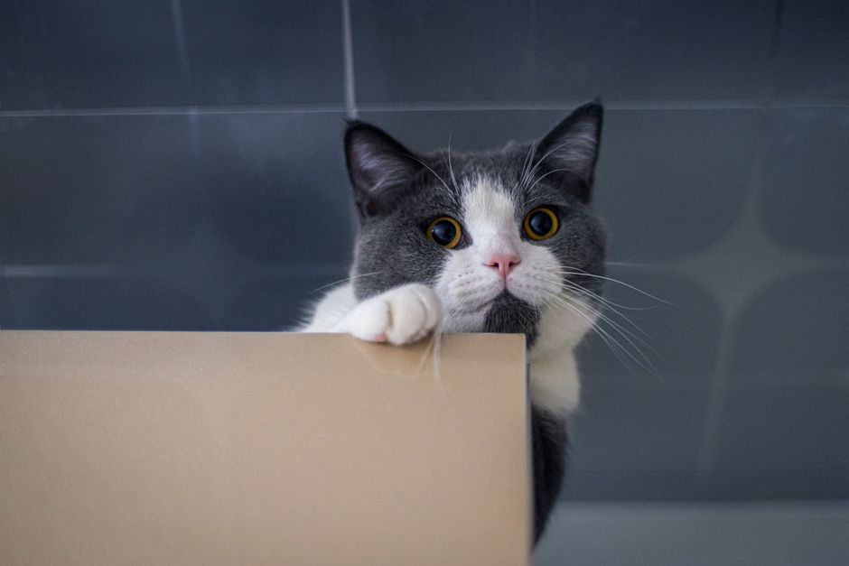 Cute kitten curiously peeking over a cardboard box indoors, perfect for pet lovers.