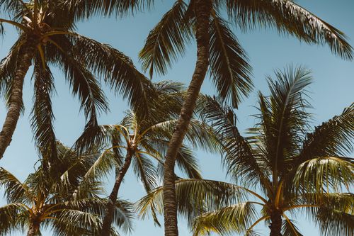 Free Tall coconut palm trees sway under a clear blue sky, evoking a tropical paradise. Stock Photo