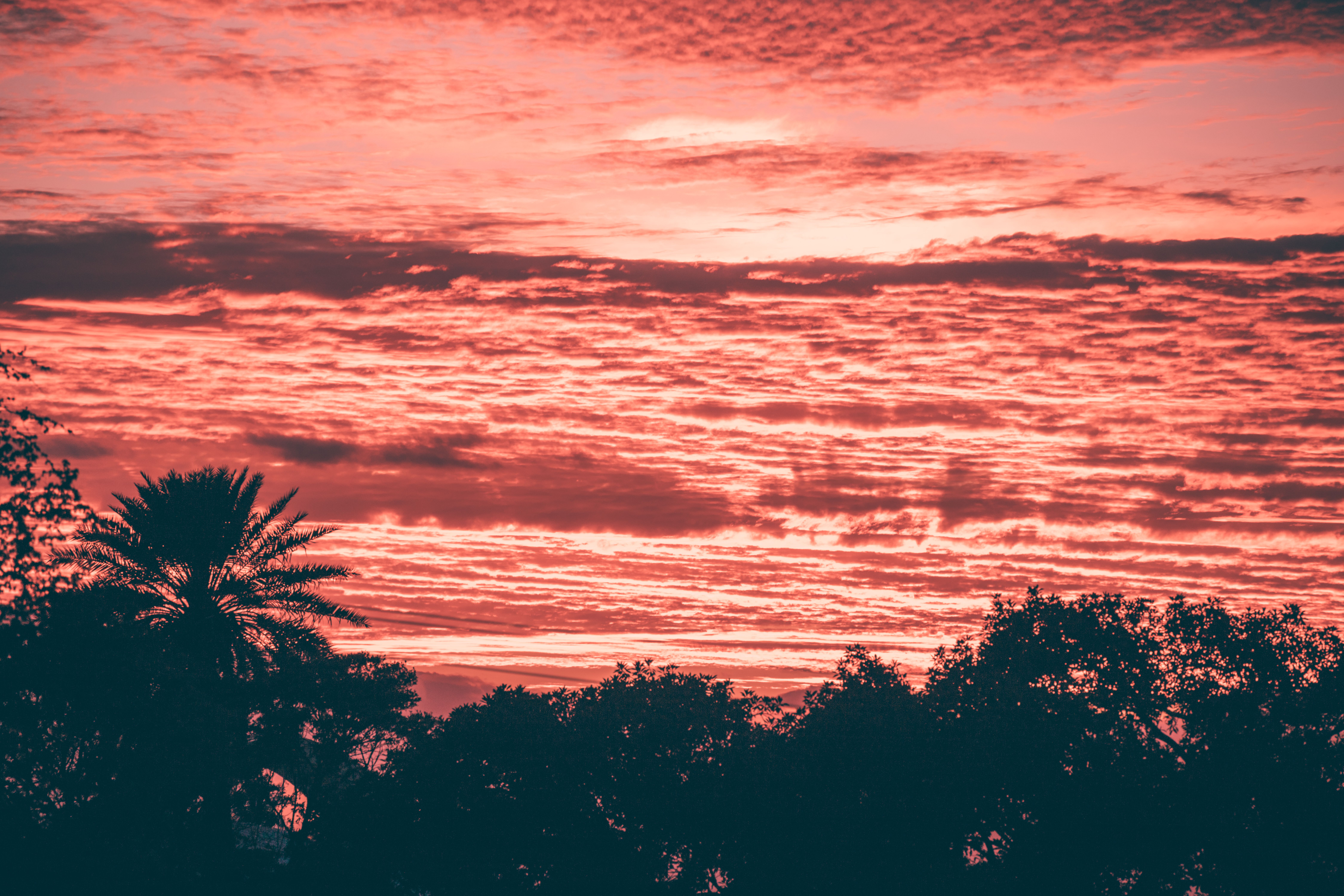 Silhouette of Trees at Sunset · Free Stock Photo