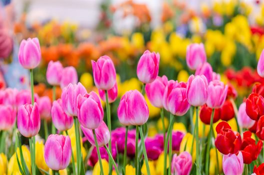 A colorful array of tulips blooming brightly in an outdoor garden, signifying springtime.