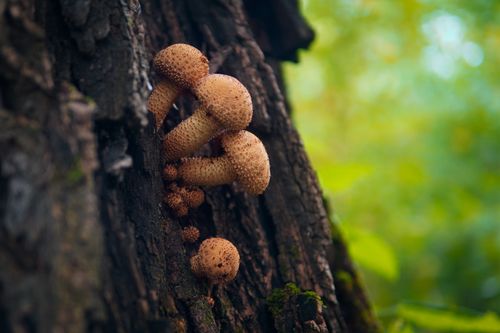 Free Detailed close-up of brown mushrooms growing on a tree trunk in a forest setting. Stock Photo