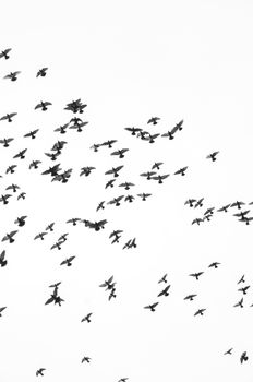 A large flock of birds in flight against a clear sky, creating a dynamic and peaceful scene.