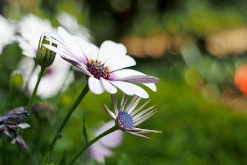 Close-up Shot Of Blooming Flowers