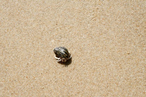 Free Hermit Crab on the Sand Stock Photo