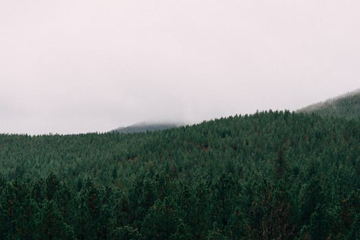 Free stock photo of forest, trees, whitespace