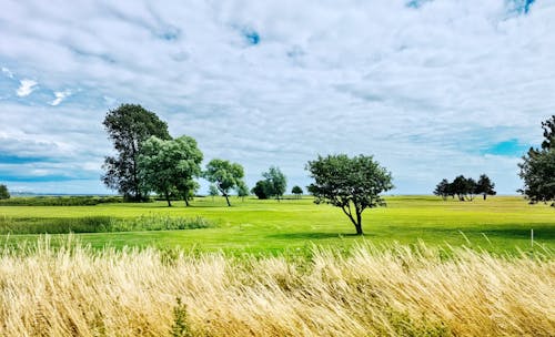 Foto stok gratis awan putih, bidang, hijau