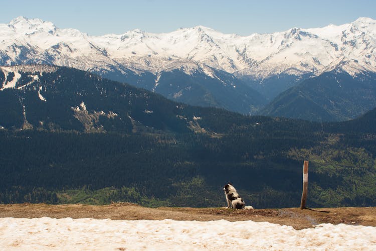 Back View Of A Sitting Dog Looking At The View