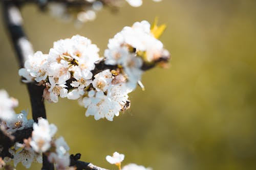 Bee Perched on White Cherry Blossom 